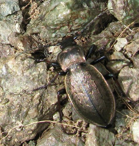 Carabus sylvestris